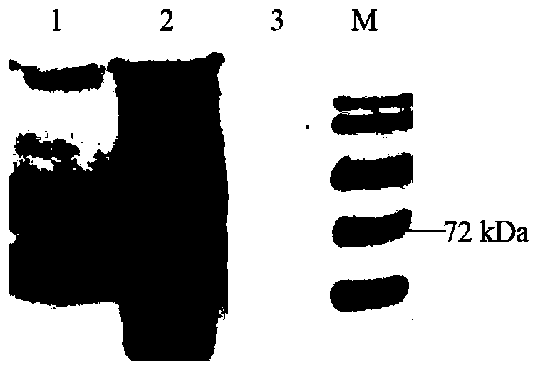 Method for establishing recombinant adenovirus vector with Africa swine fever EP153R and P54 gene coexpression and packaging adenovirus