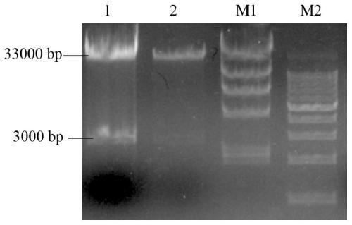 Method for establishing recombinant adenovirus vector with Africa swine fever EP153R and P54 gene coexpression and packaging adenovirus