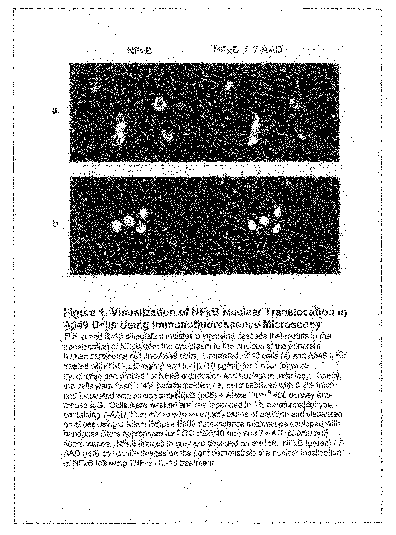 Image based quantitation of molecular translocation