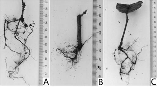 A kind of method for cutting propagation of hornbeam on the roof