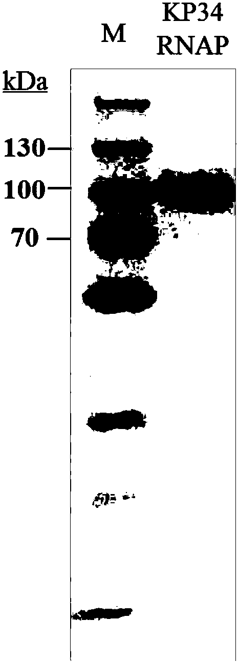 Single-subunit RNA polymerase and its purification method and application in RNA synthesis