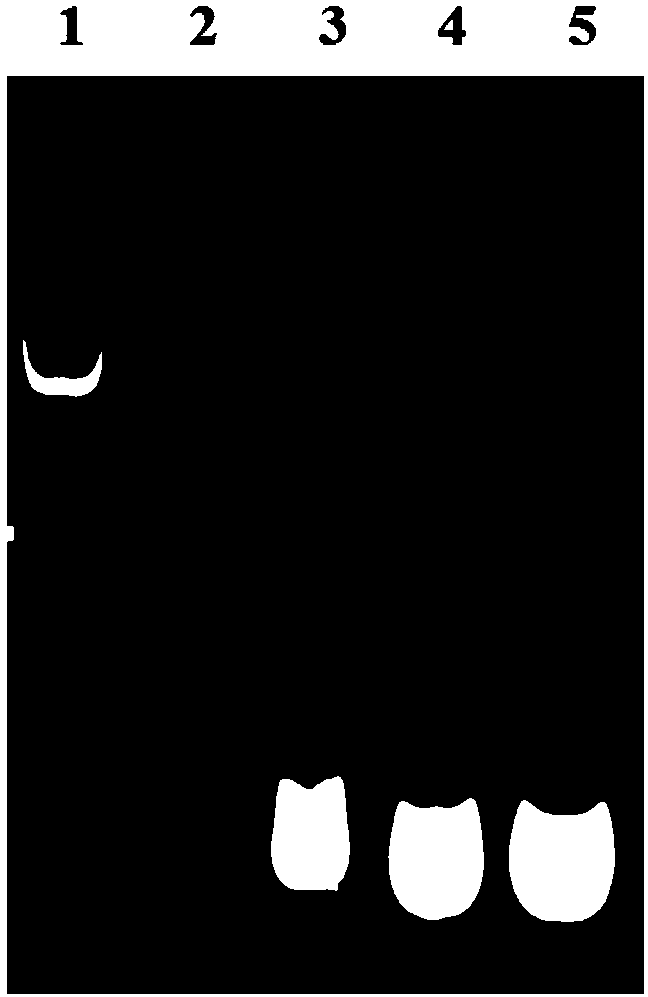 Single-subunit RNA polymerase and its purification method and application in RNA synthesis