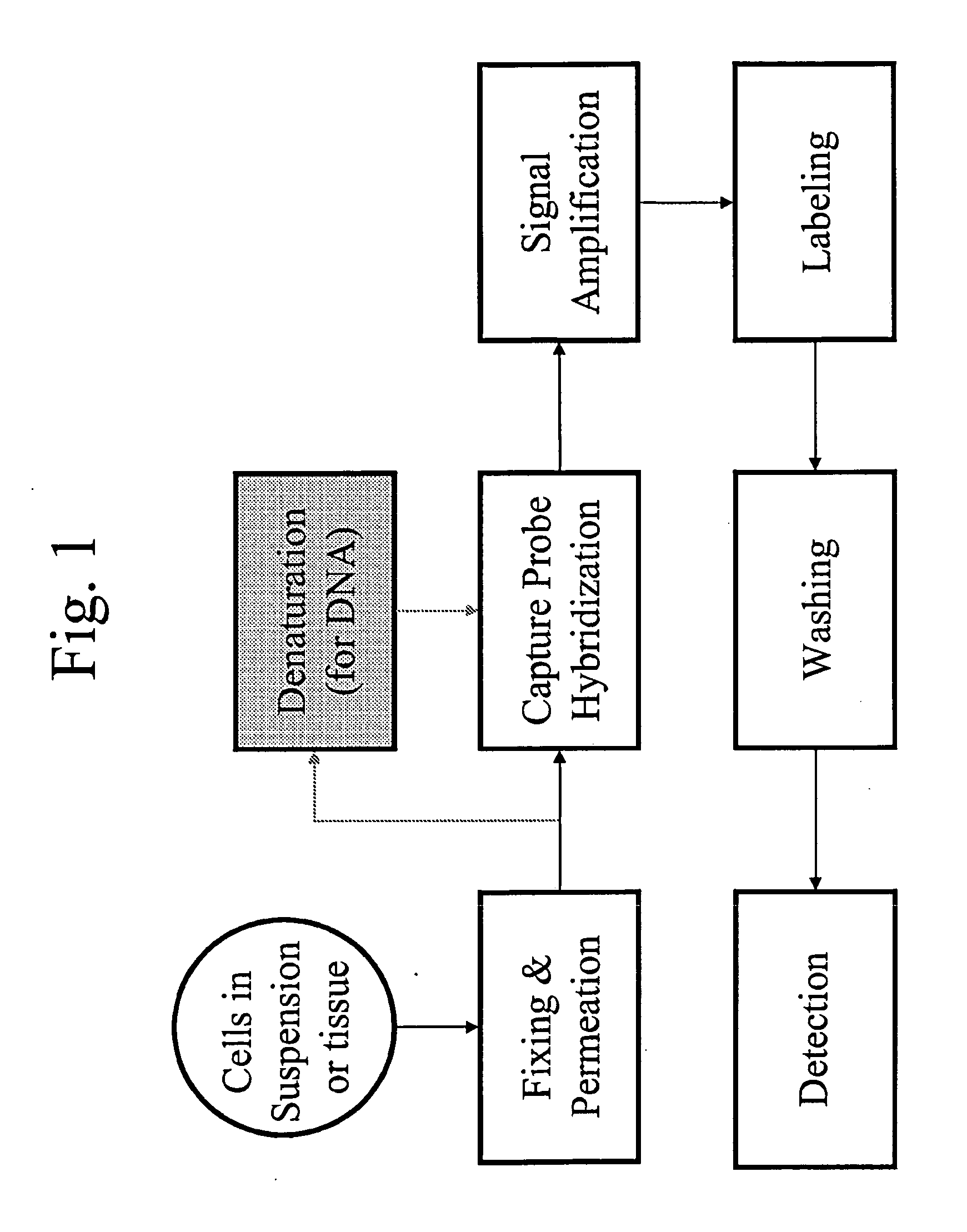 Methods of in situ detection of nucleic acids