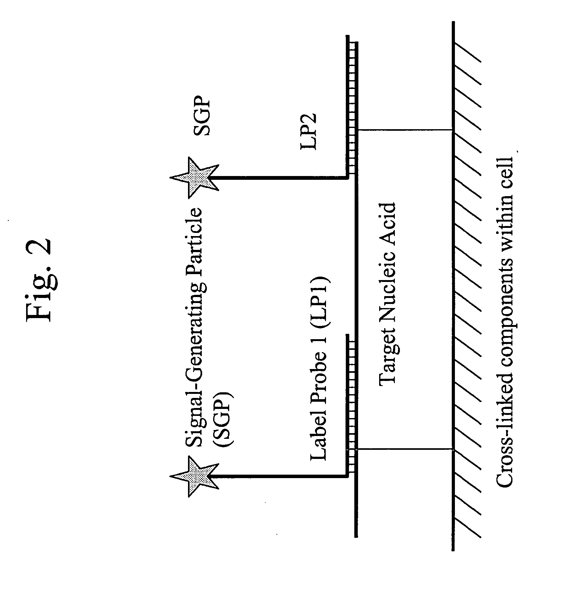 Methods of in situ detection of nucleic acids