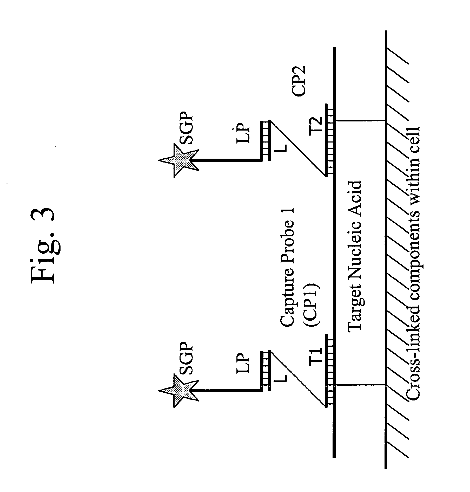 Methods of in situ detection of nucleic acids