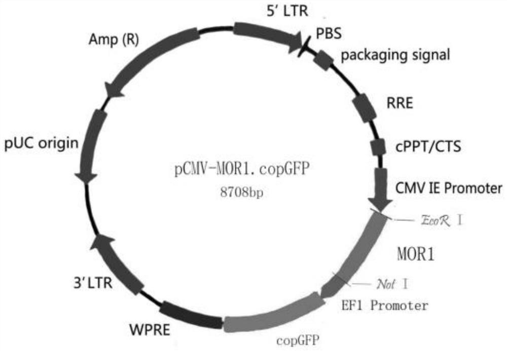 A general detection method and detection kit for opioid active substances