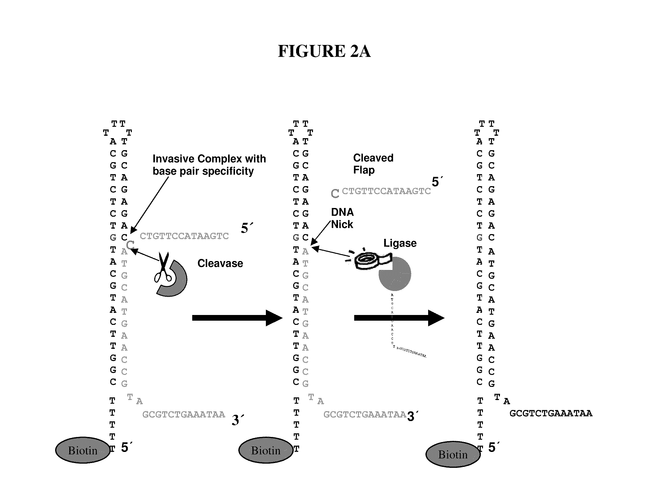 Methods and Assays for Capture of Nucleic Acids