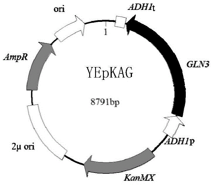 Brewer's yeast engineering bacterium producing 2-phenylethyl alcohol, preparation method and applications thereof