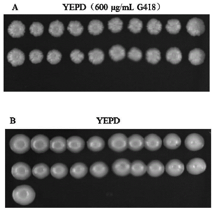 Brewer's yeast engineering bacterium producing 2-phenylethyl alcohol, preparation method and applications thereof