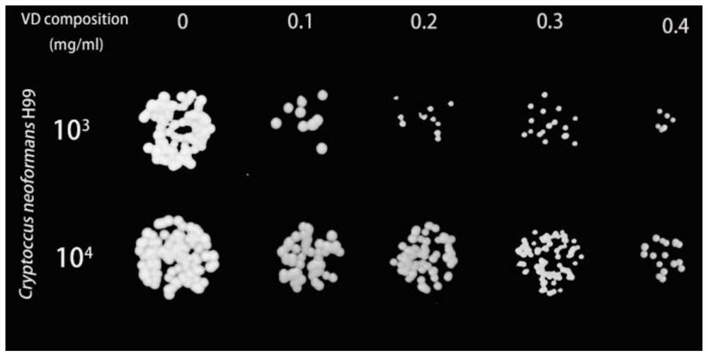 Complex vitamin D for preventing and treating fungal infection and application of complex vitamin D