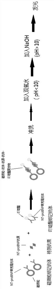 Amino-terminal pro-brain natriuretic peptide detection kit, and preparation method and application thereof