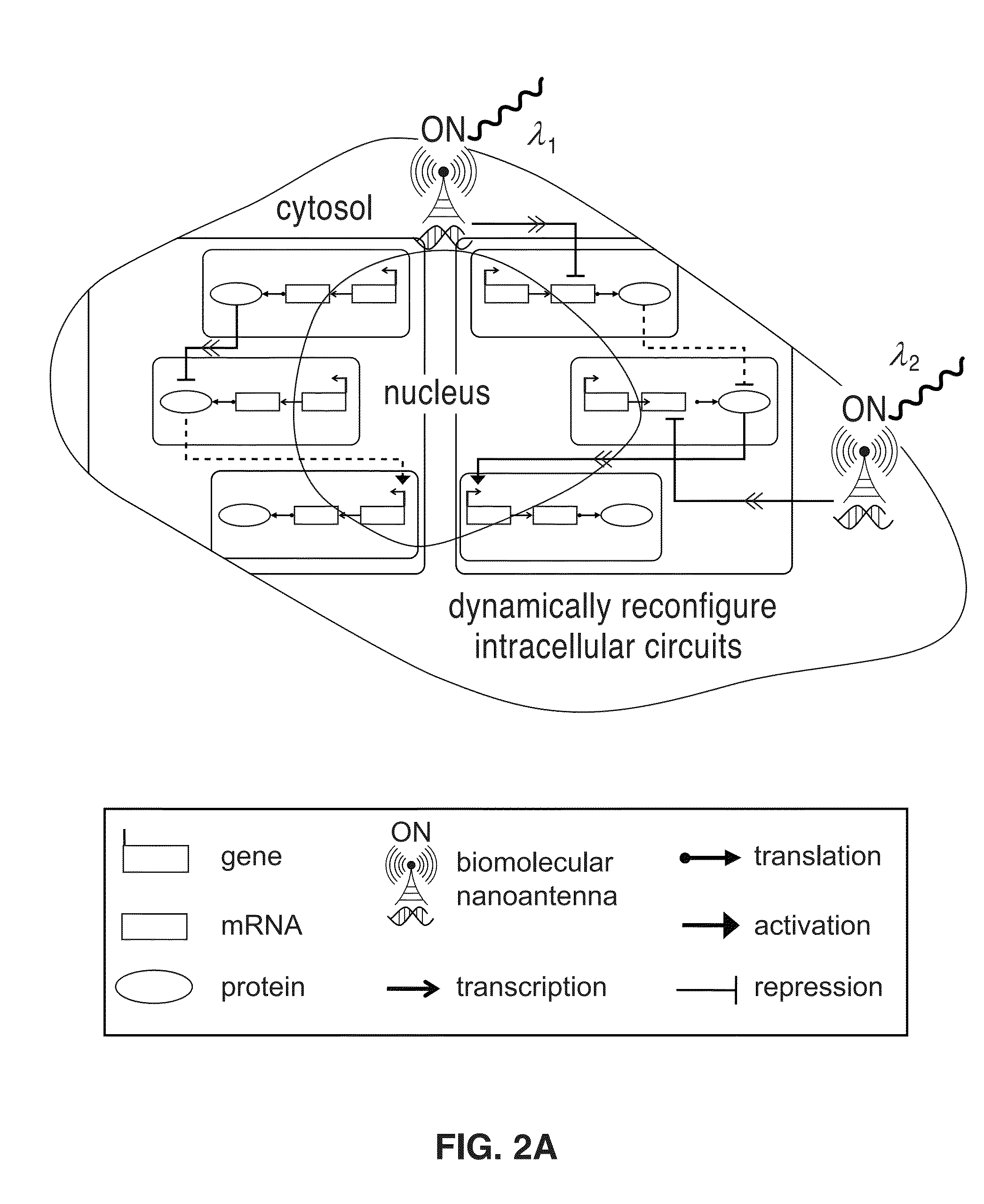 Photonic nanoantenna mediated gene circuit reconfiguration