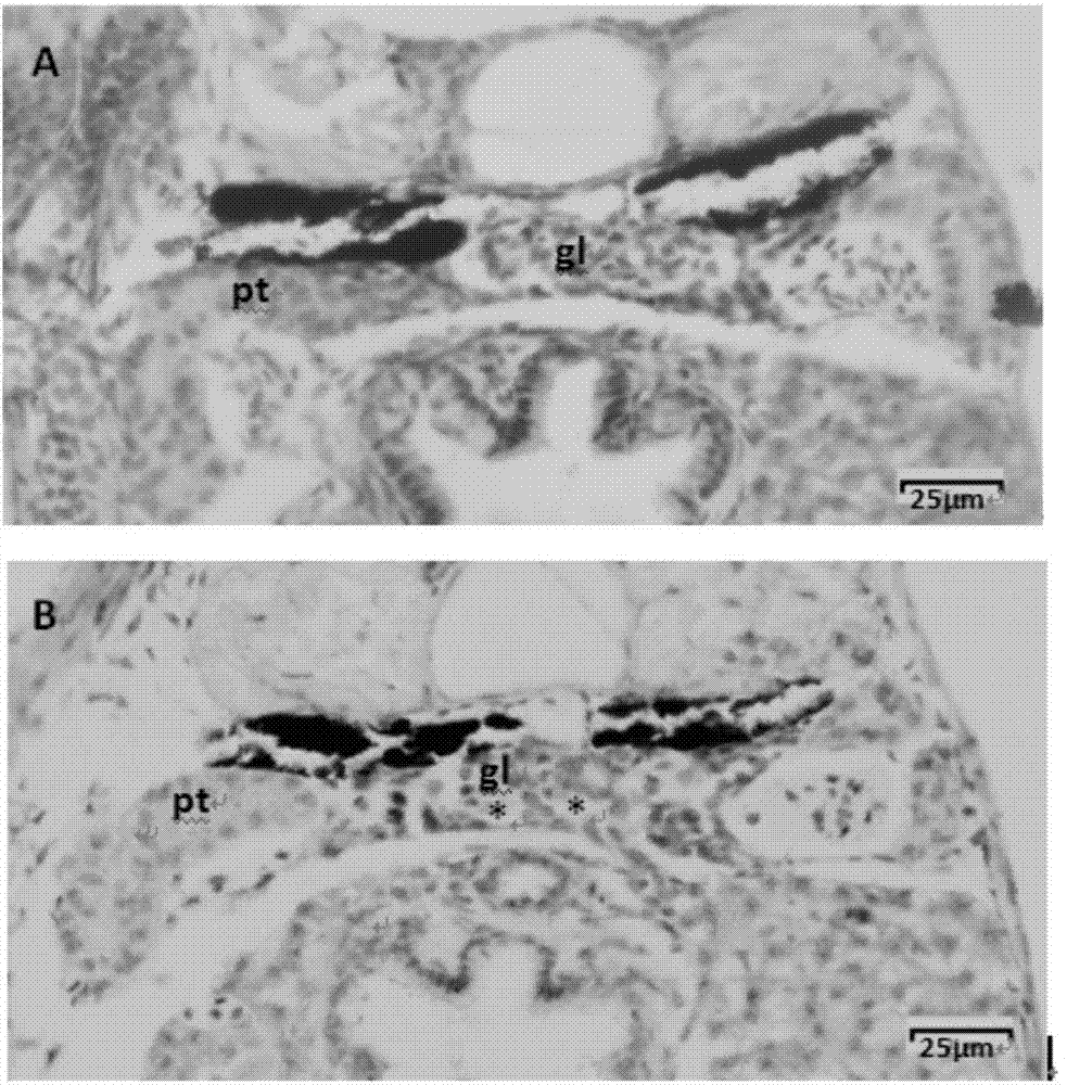 Method for evaluating kidney toxicity of compounds through detecting contents of creatinine in zebra fish tissues