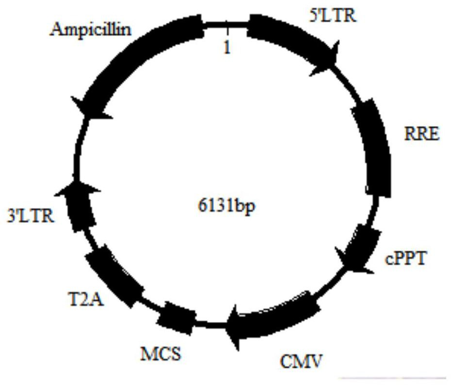 Detection material, preparation method and application of anti-ampa1 autoantibody in human body fluid