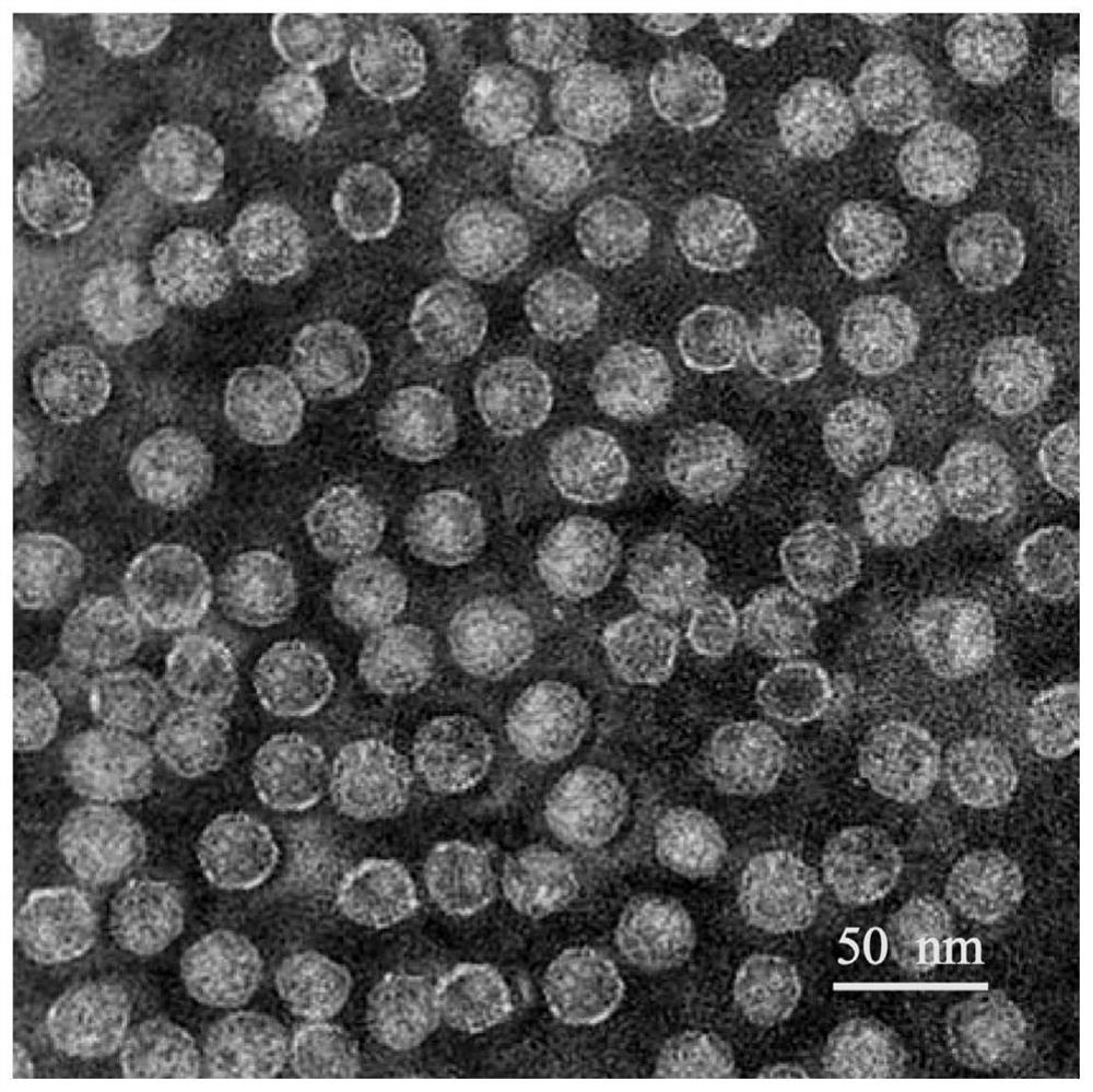 Reagent and method for detecting novel coronavirus