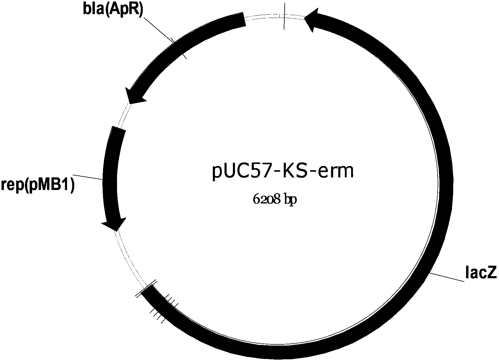 Bacillus subtilis strain capable of efficiently expressing exogenous secretory proteinase