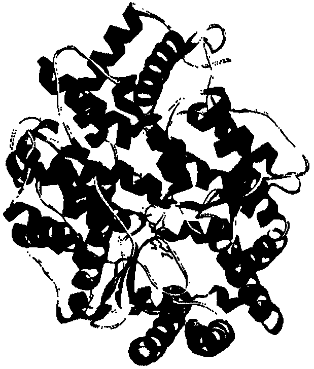 Two kinds of ACE inhibitory peptides derived from Larimichthys crocea connetin