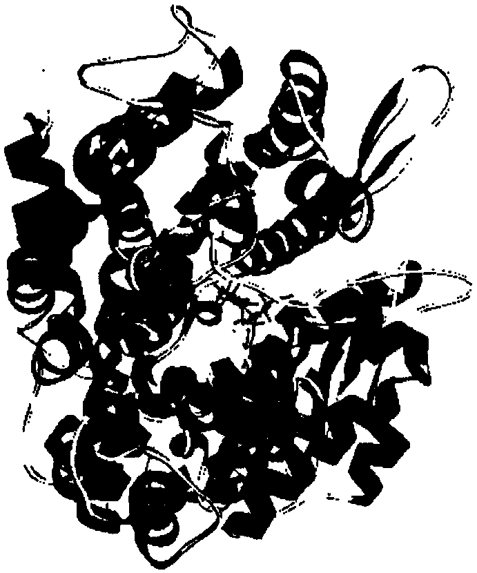 Two kinds of ACE inhibitory peptides derived from Larimichthys crocea connetin