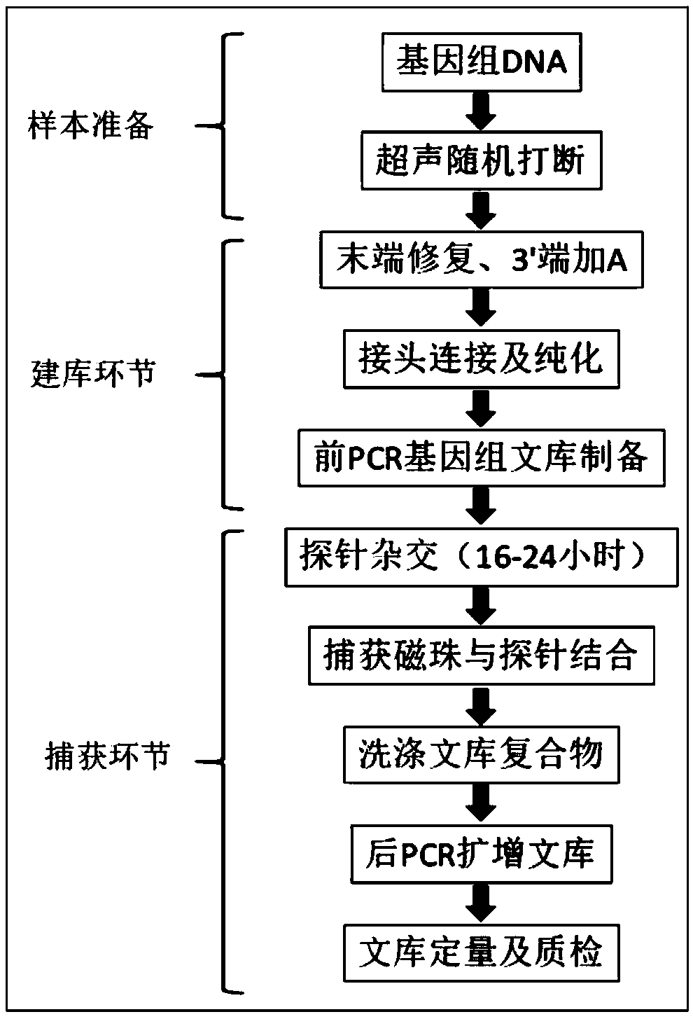 Diagnostic kit for obesity gene mutation and application thereof