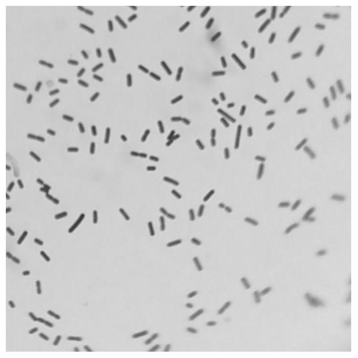 Production method and application of a salt-alkali-tolerant bacillus siamese and its live bacterial preparation