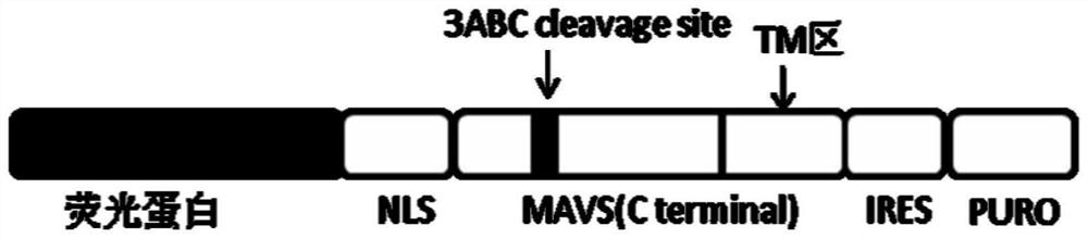 A kind of cell line for detecting hepatitis A virus titer and its construction method and application