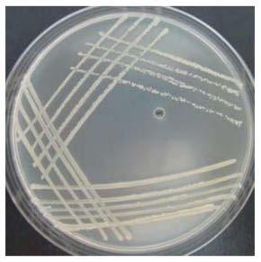 An antimony-resistant bacterium nxh3 and its application