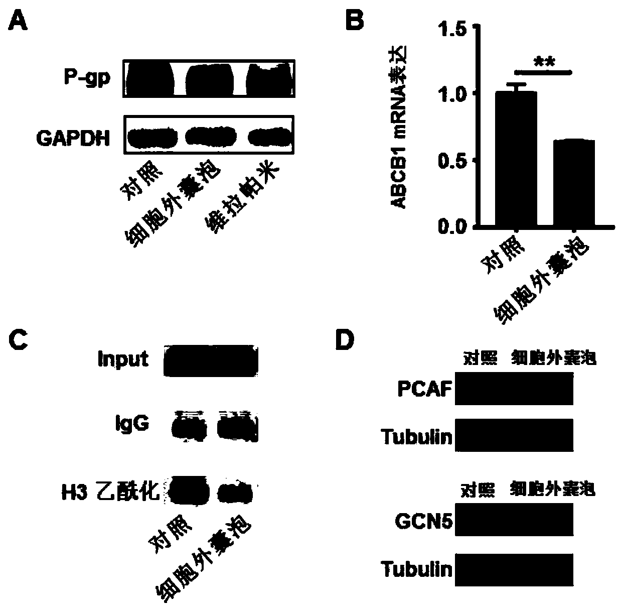 Preparation method of targeted extracellular vesicles for treating drug-resistant tumors