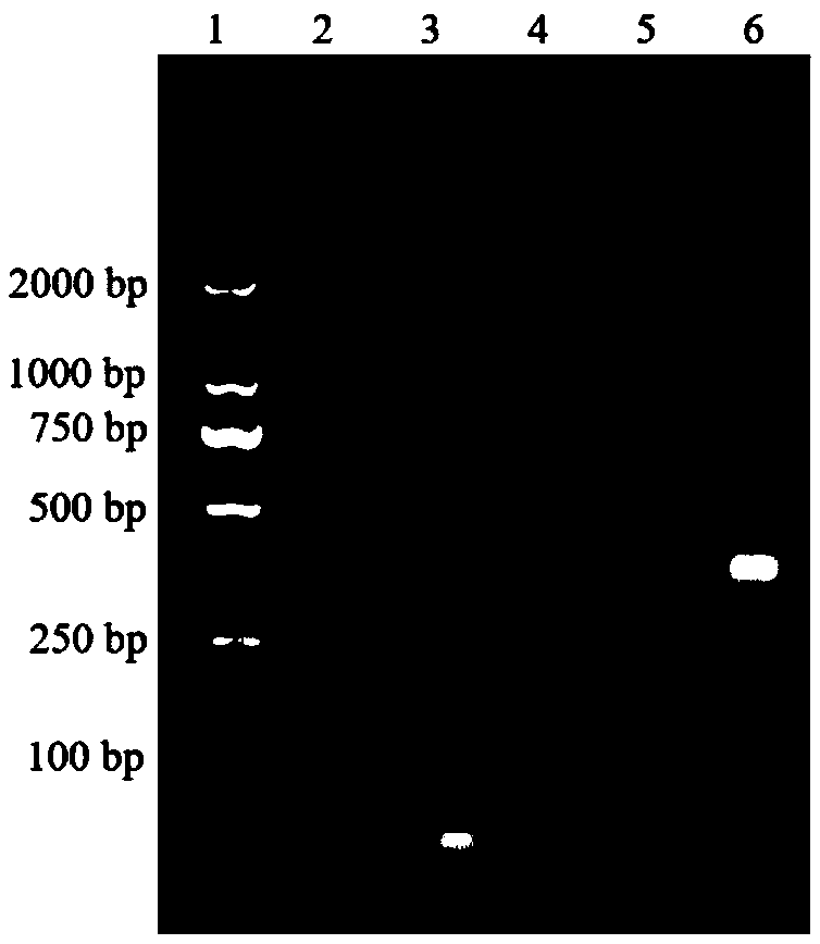 Self-assembled nucleic-acid aptamer/protein composite nano probe, preparation method, kit and application thereof