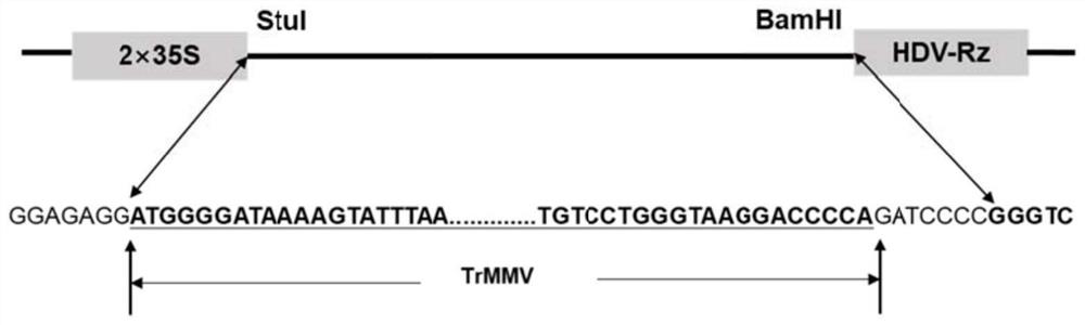 Trichosanthes kirilowii Maxim mosaic virus, and infectious cloning vector, construction method and application thereof