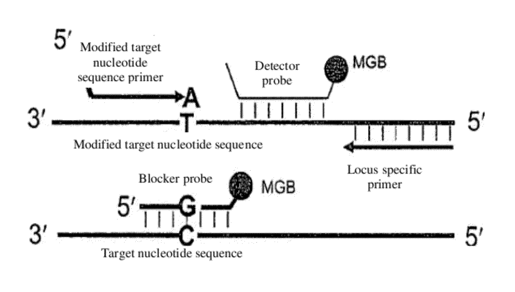 Methods, compositions, and kits for detecting rare cells