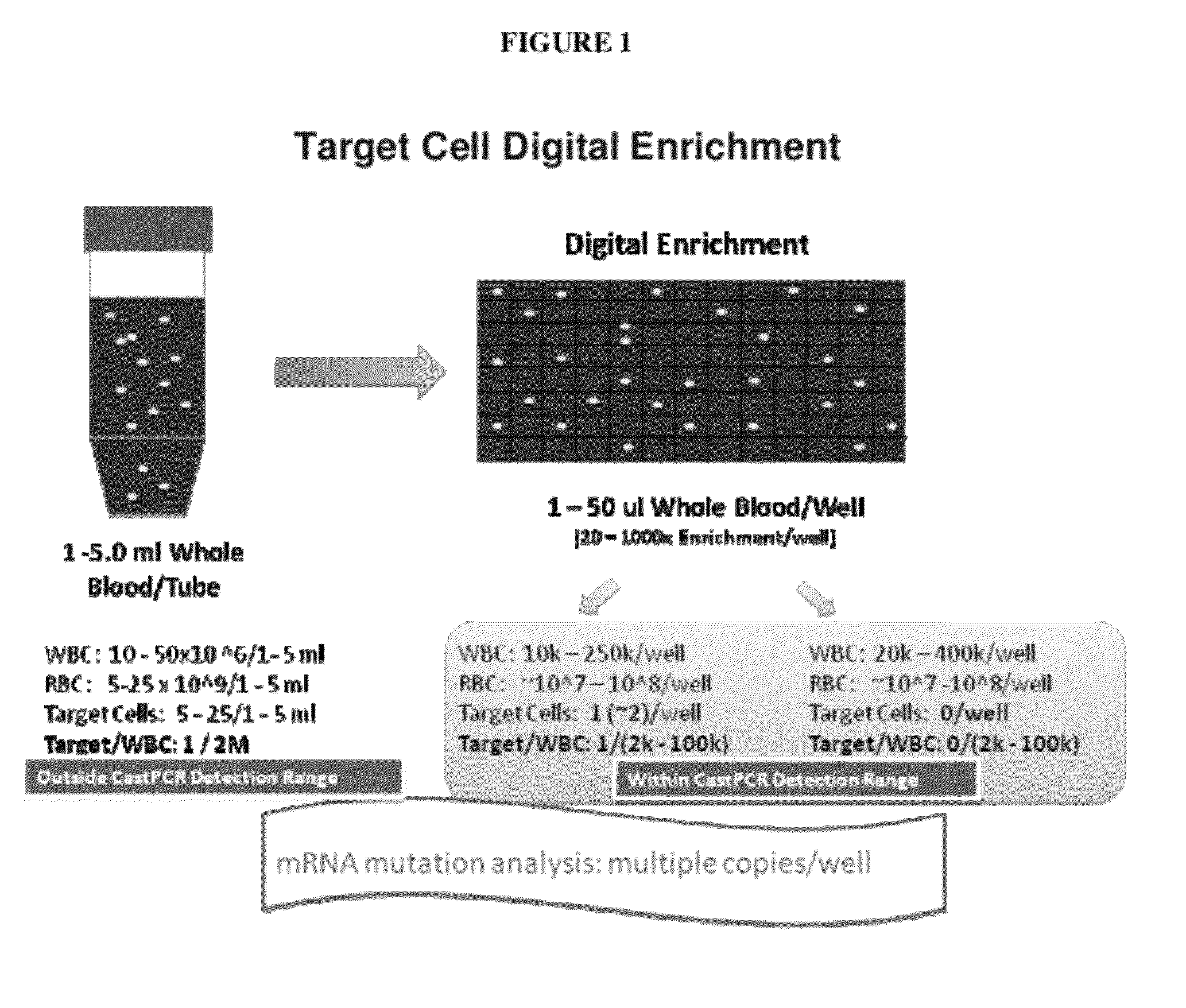 Methods, compositions, and kits for detecting rare cells