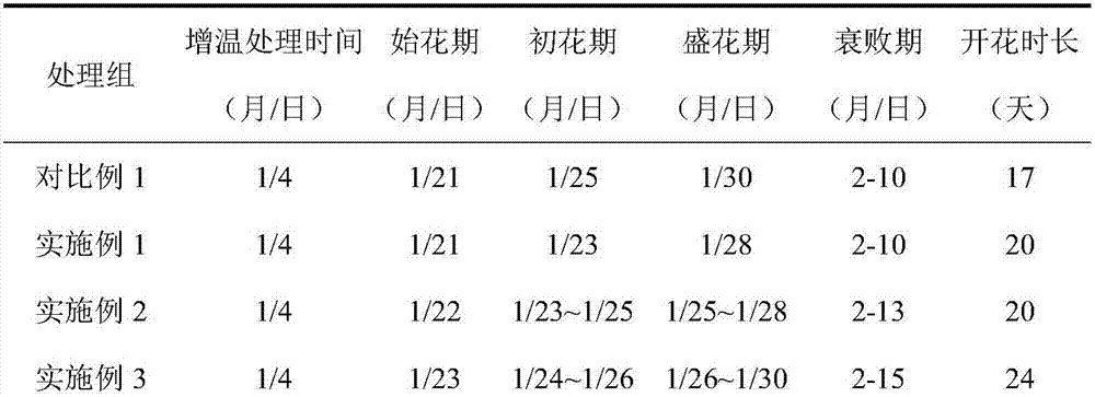 Method for improving blooming quality of chaenomeles x superba