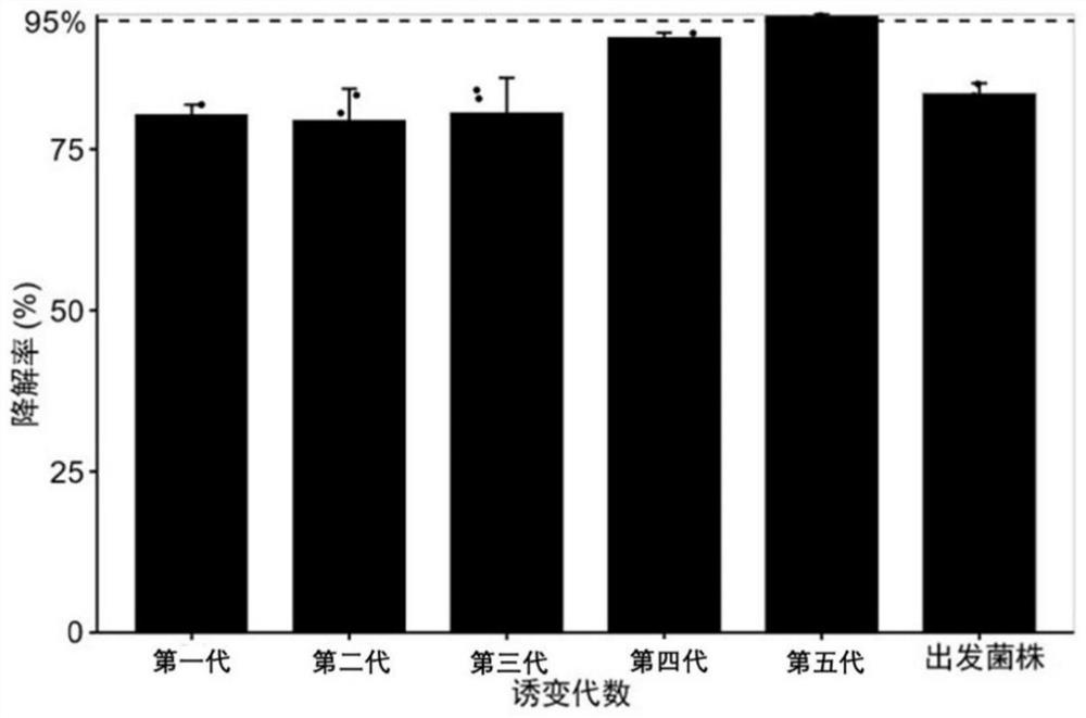 Aspergillus niger capable of rapidly degrading zearalenone and application of aspergillus niger