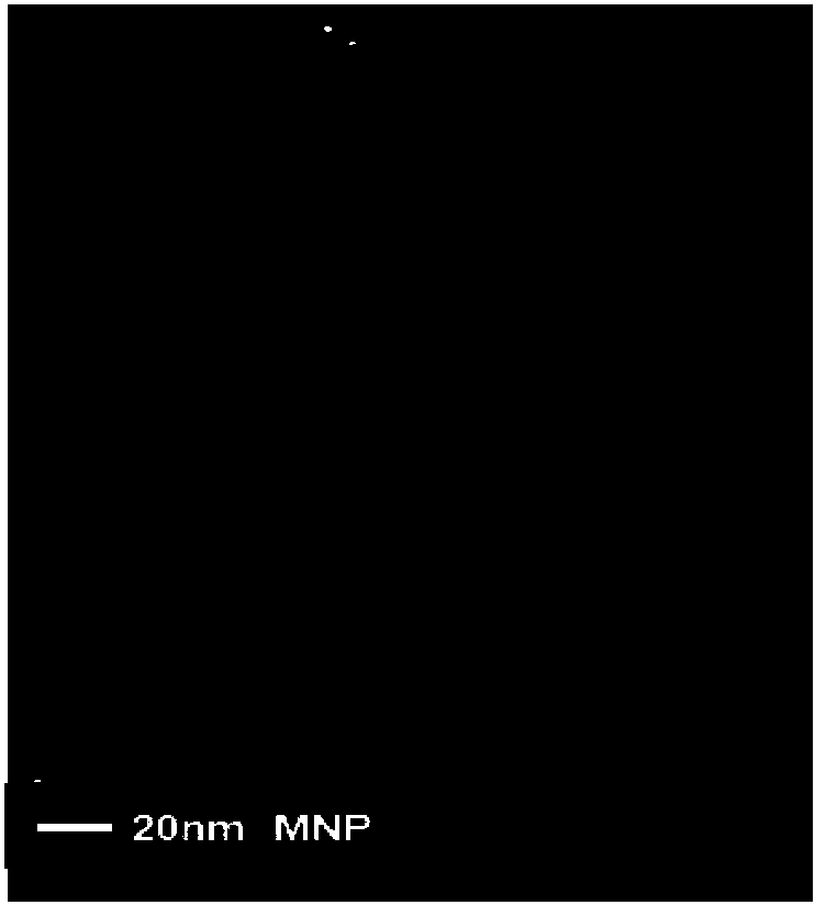 Preparation method of magnetic Fe3O4@SiO2-NH2 nanoparticles