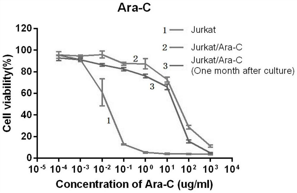 Construction method of acute T lymphocytic leukemia cytarabine drug-resistant cell strain