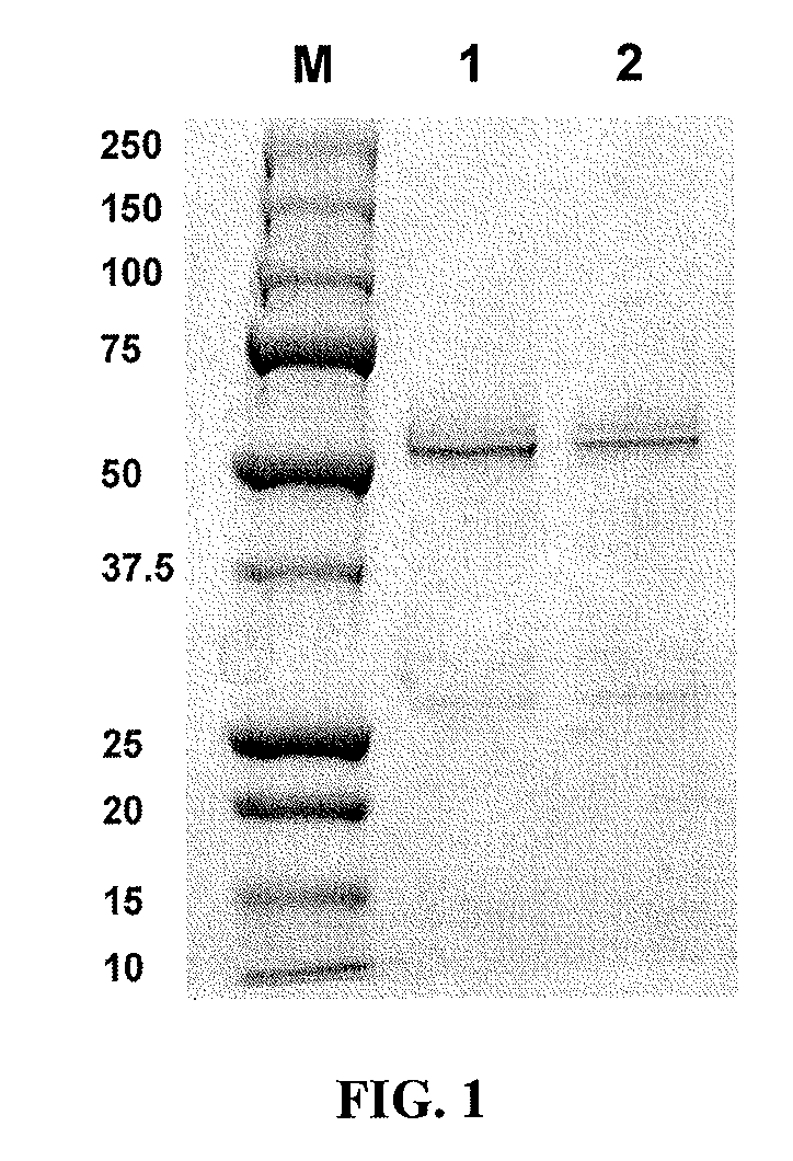 Engineered immunoglobulin FC polypeptides