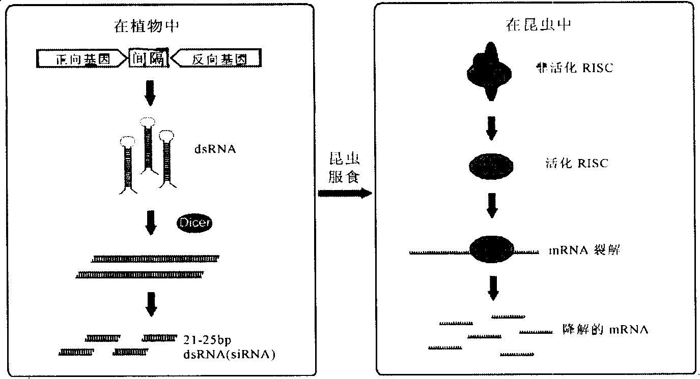 Method for improving insect resistance of plant by using RNAi technique