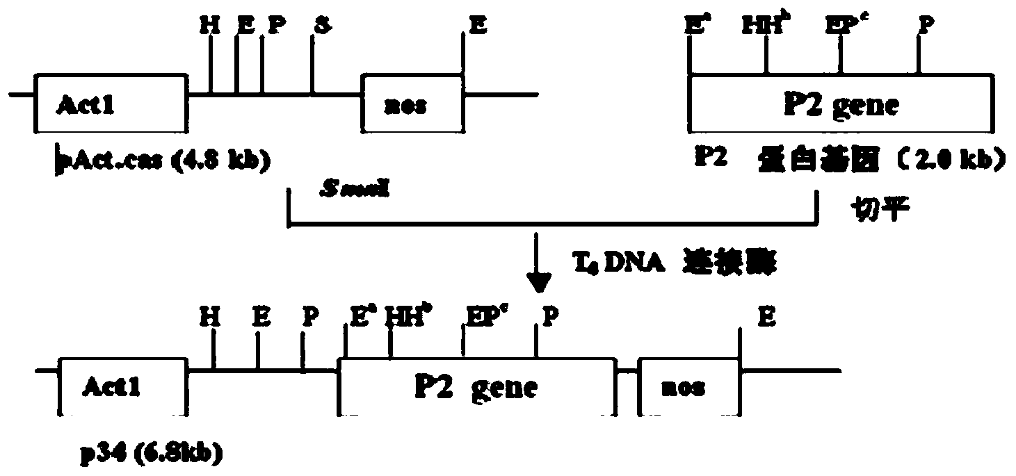 Application of yellow mosaic virus P2 protein and gene thereof in cultivation of wheat resistant to yellow mosaic disease