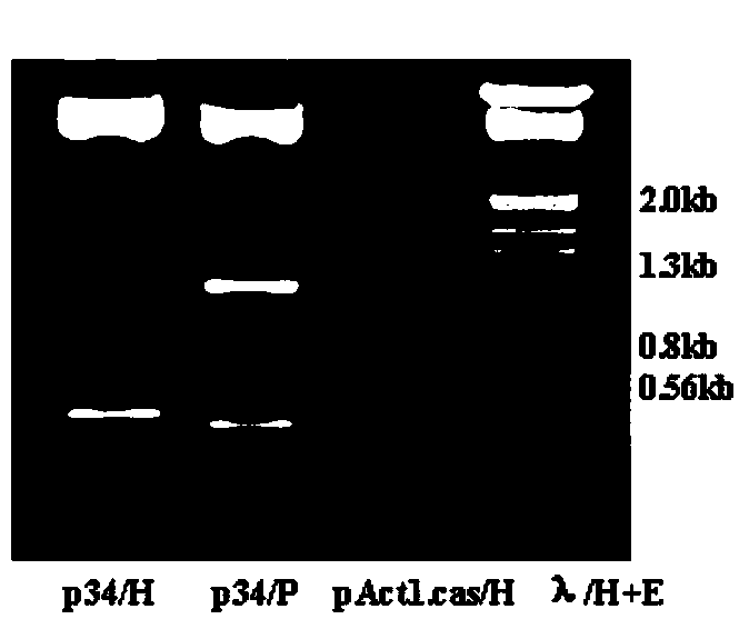 Application of yellow mosaic virus P2 protein and gene thereof in cultivation of wheat resistant to yellow mosaic disease