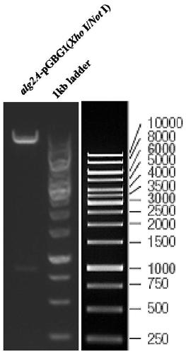 Alginate lyase Alg2A and preparation method and application thereof