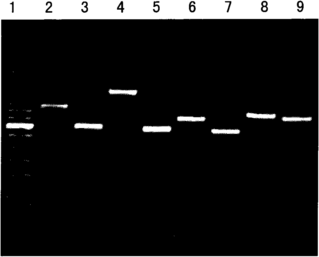 Detection method of gene mutation of mitochondrial succinate dehydrogenase and kit