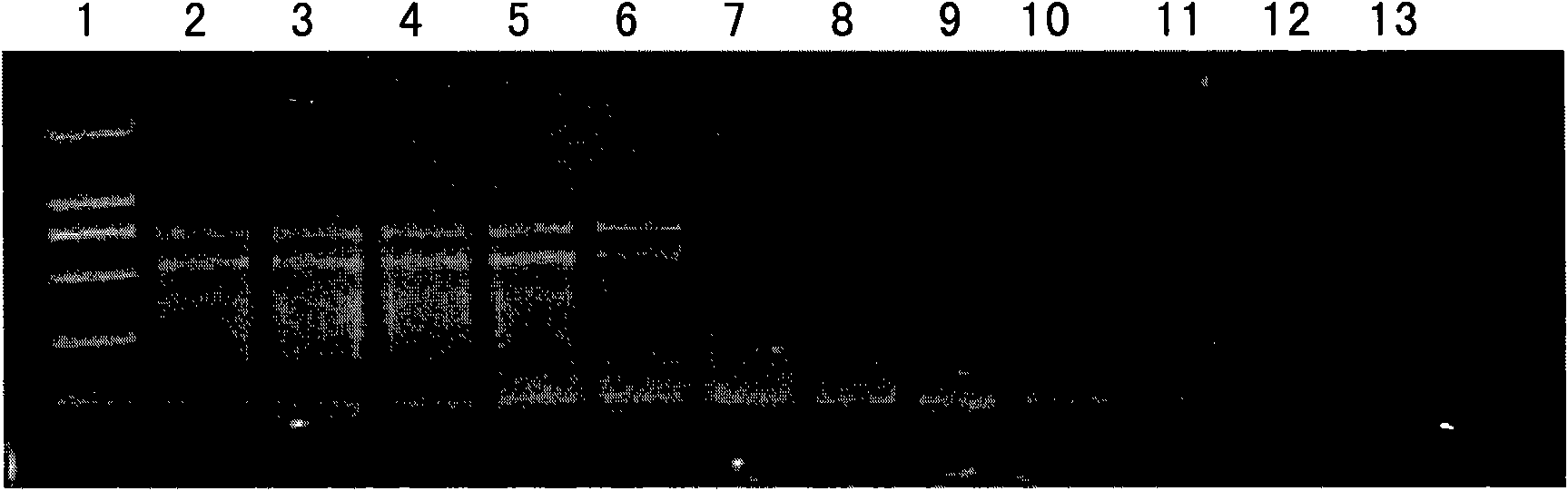 Detection method of gene mutation of mitochondrial succinate dehydrogenase and kit