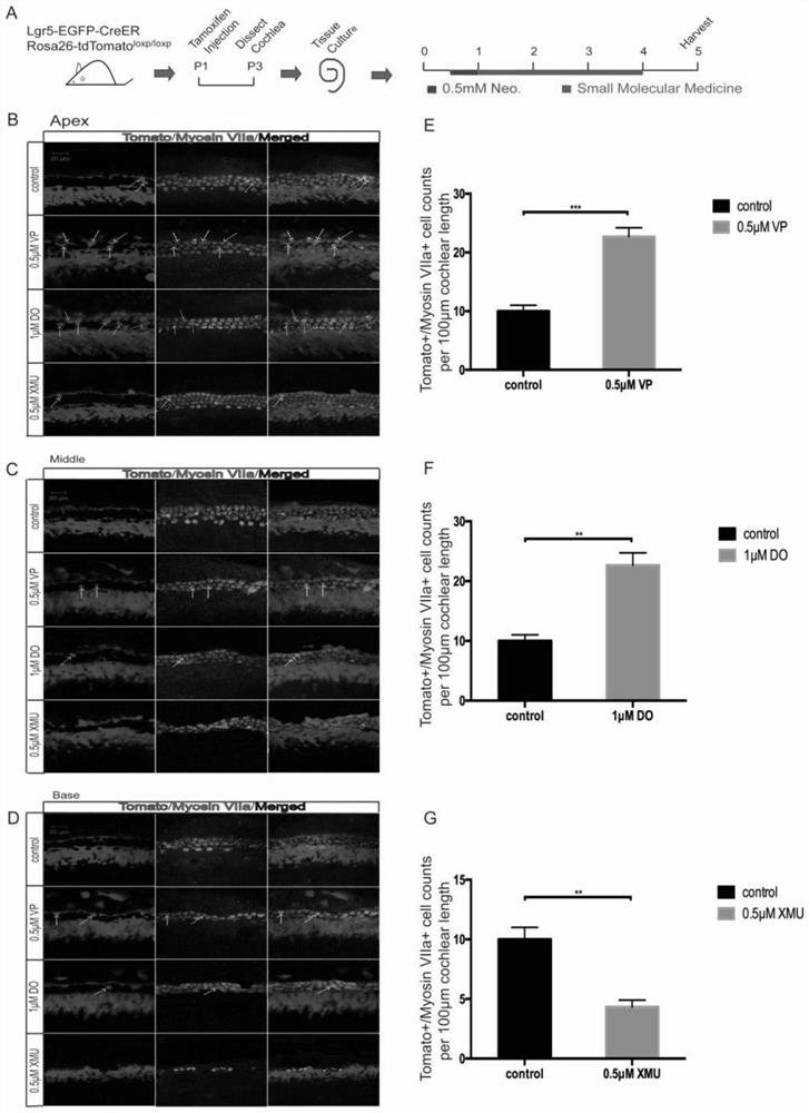 Method for regulating proliferation and differentiation of inner ear stem cells by Hippo and application of method in hair cell regeneration