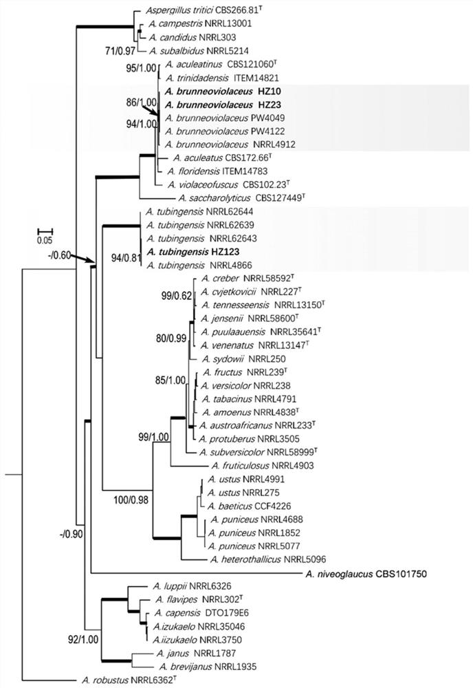 Aspergillus flavus strains and uses thereof