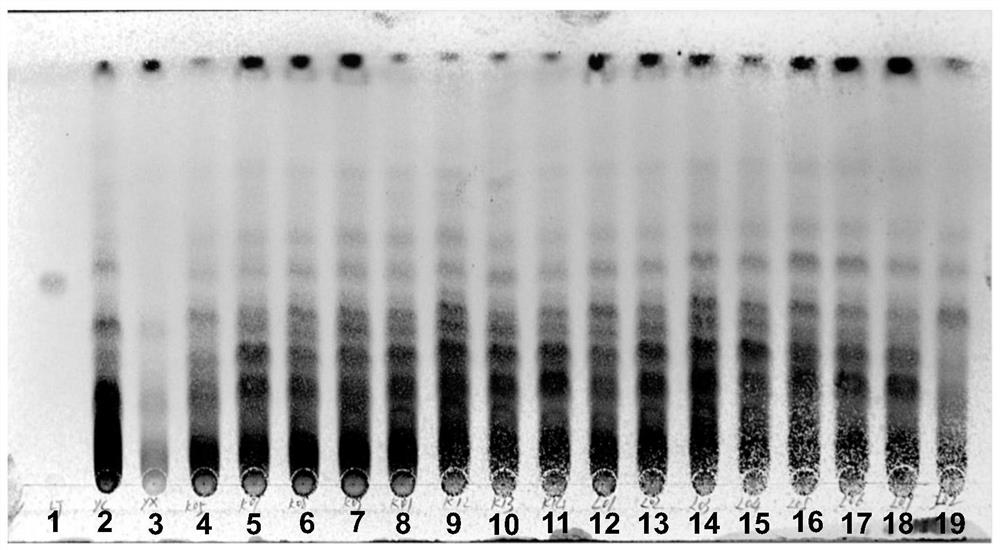 Method for identifying triptolide in kunxian capsules and measuring content of triptolide