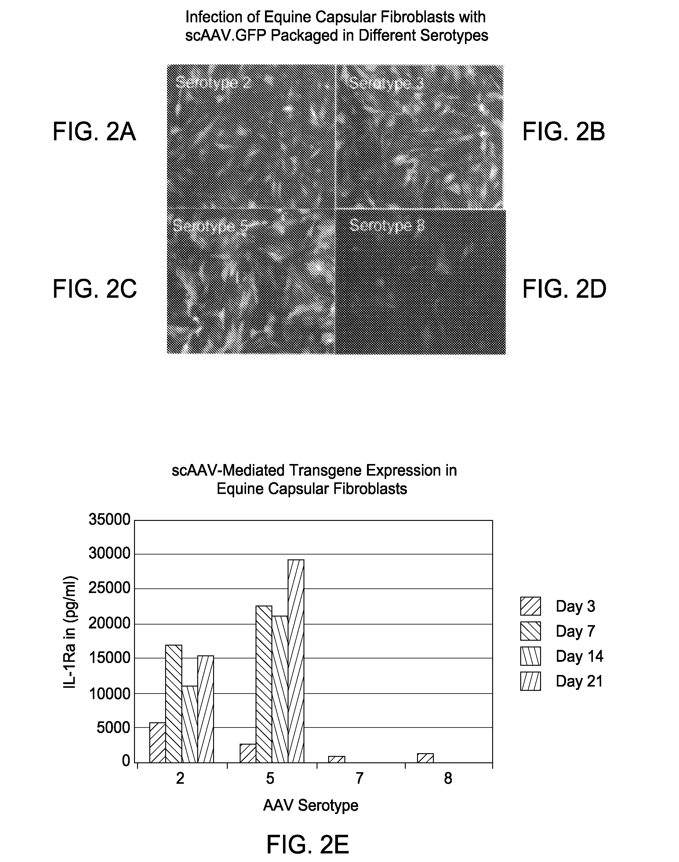 Methods for treating articular disease or dysfunction using self-complimentary adeno-associated viral vectors