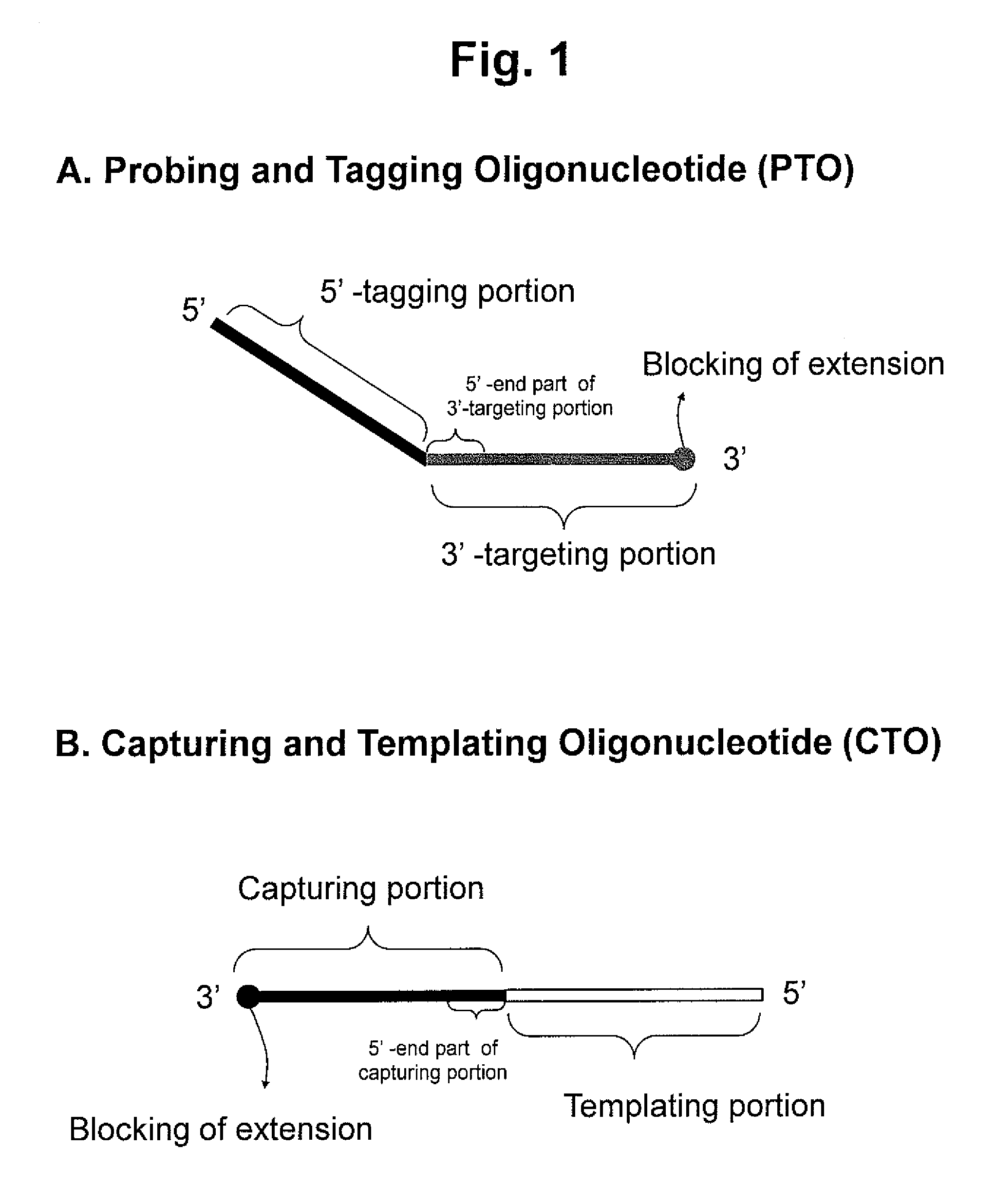 Detection of target nucleic acid sequences by pto cleavage and extension assay