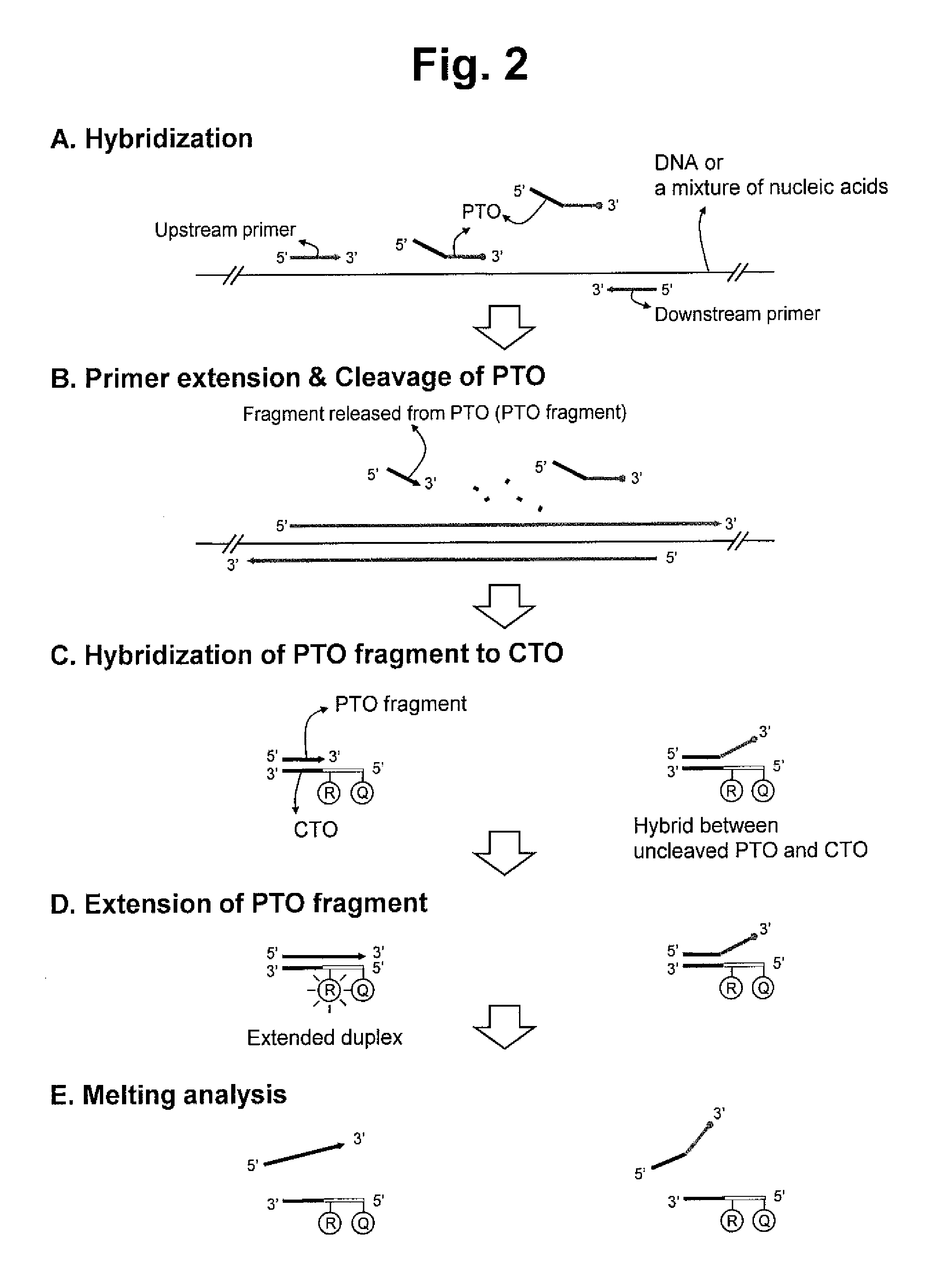 Detection of target nucleic acid sequences by pto cleavage and extension assay