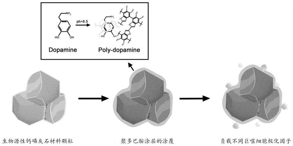 Periodontal regeneration material with immune regulation function and preparation method of periodontal regeneration material