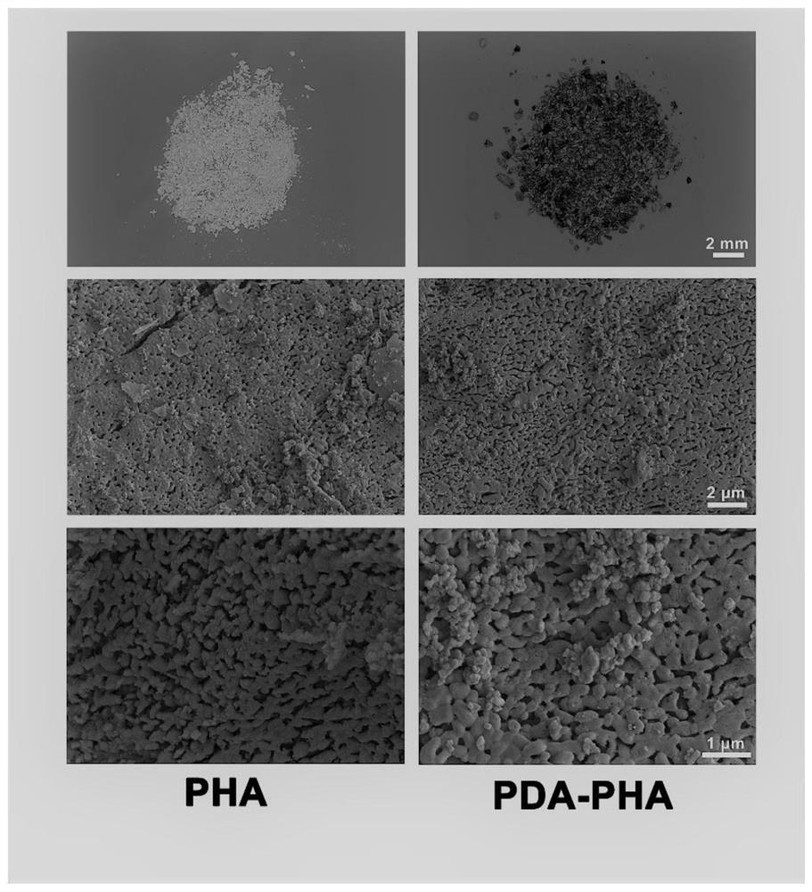 Periodontal regeneration material with immune regulation function and preparation method of periodontal regeneration material